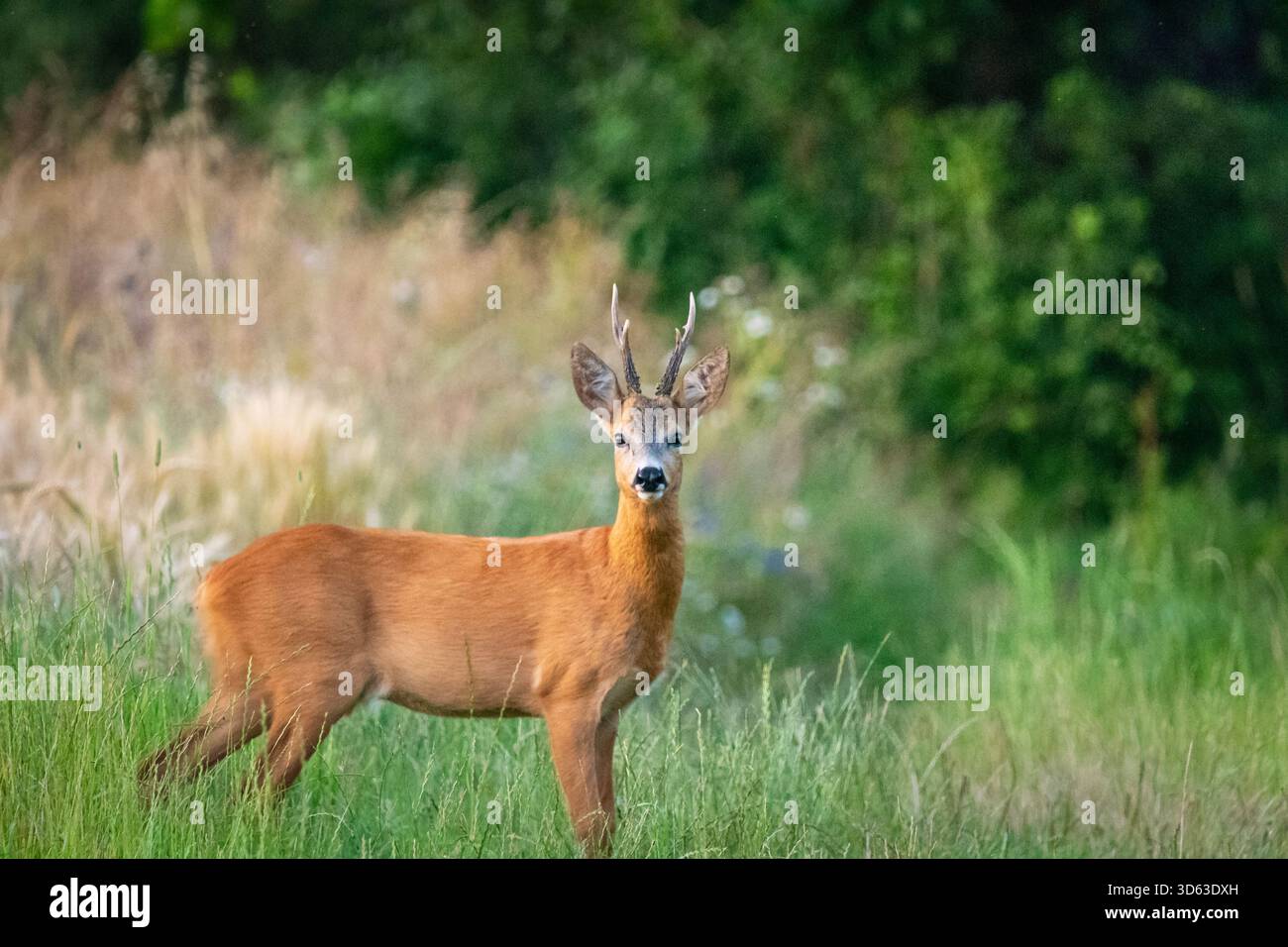 Chevreuil mâle, buck debout dans l'herbe d'été et regardant la caméra, Pologne orientale Banque D'Images
