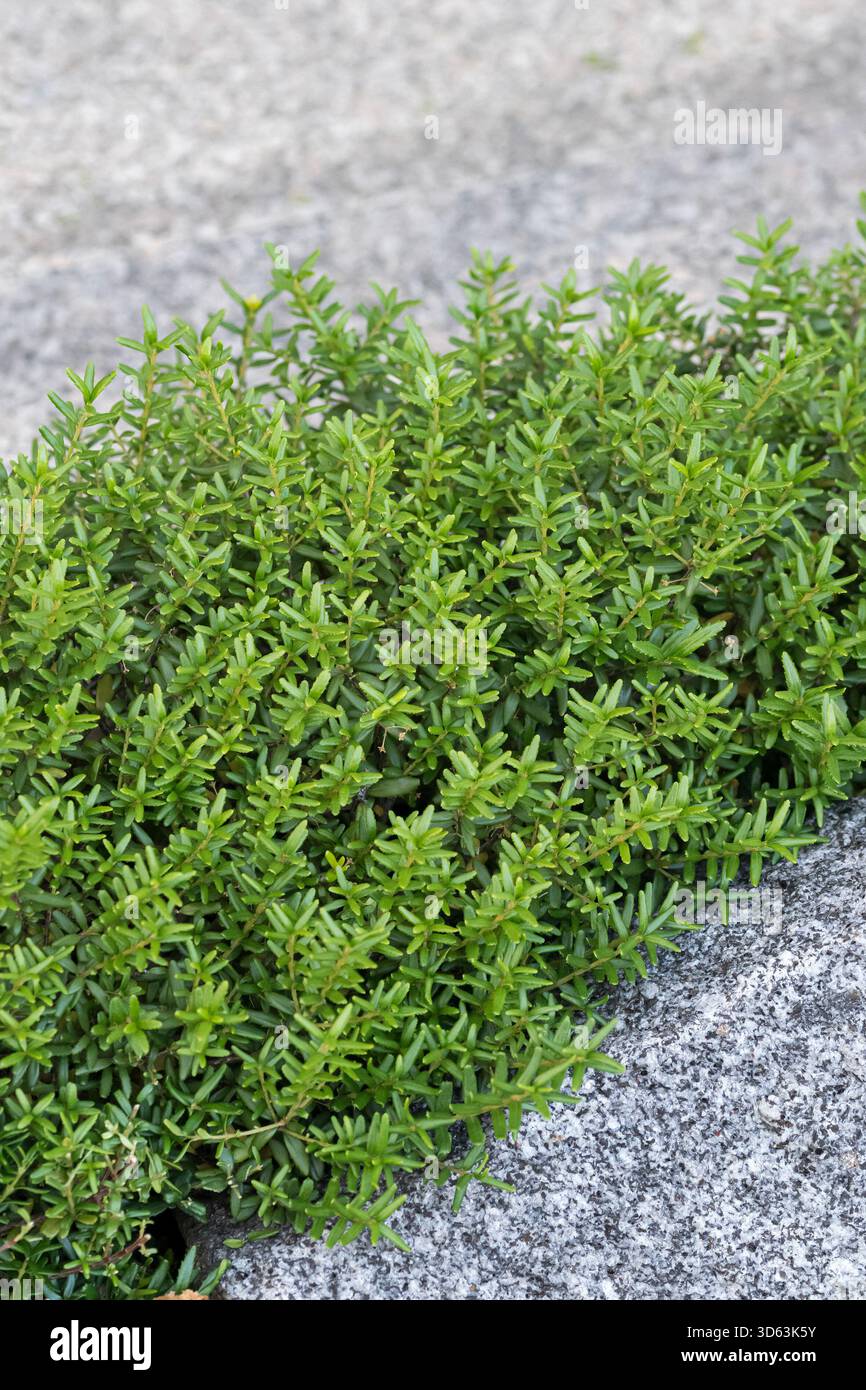 Dicknarbe, Paxistima canbyi Banque D'Images