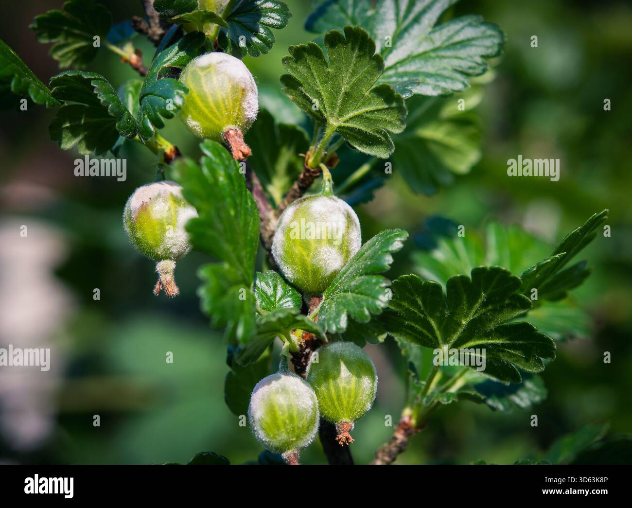Un arbuste à maquereau infecté par une maladie fongique, qui crée un revêtement blanc et moisi sur le fruit et les feuilles. Parfait pour illustrer la pathologie végétale Banque D'Images