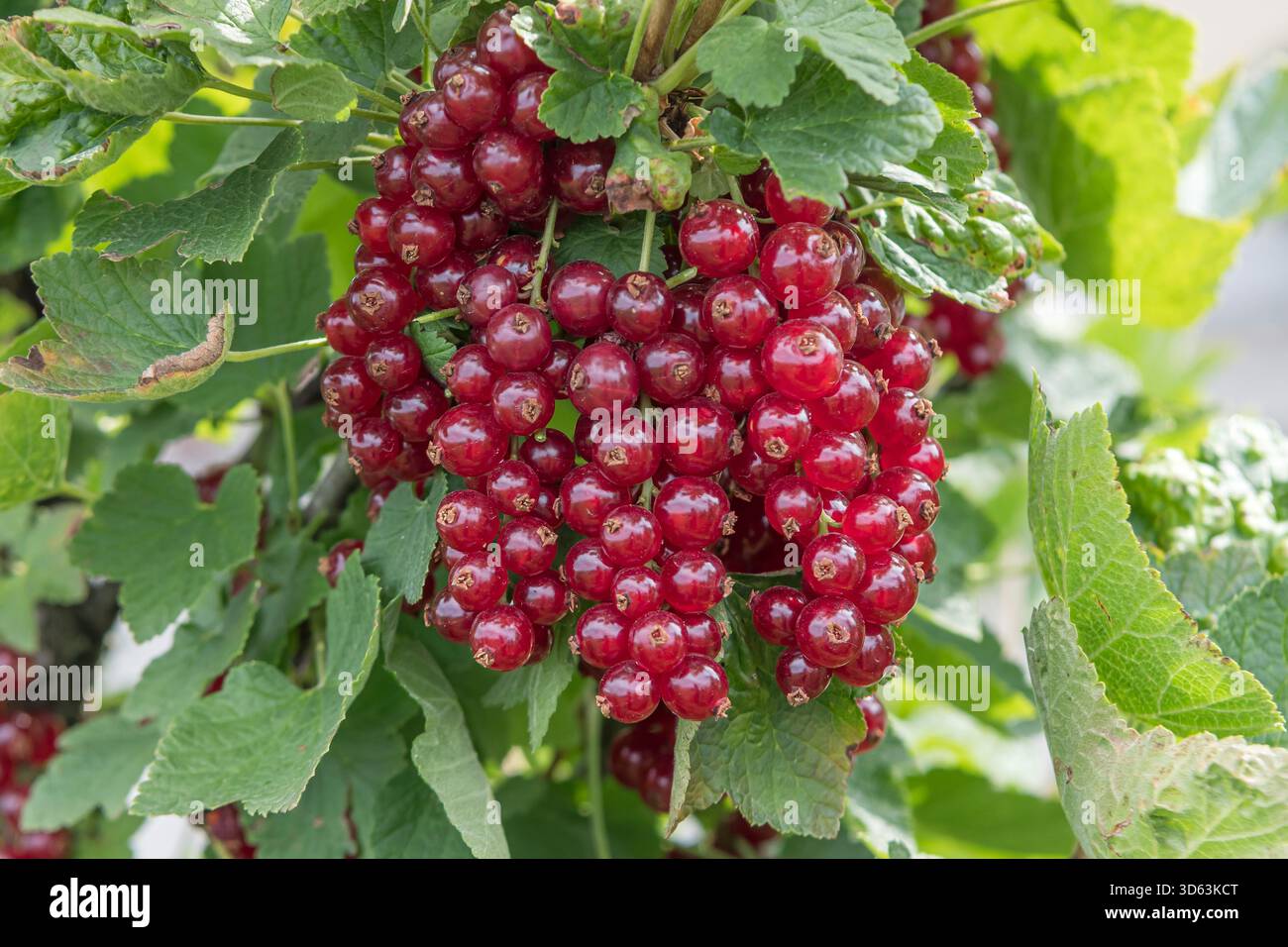 Rote Johannisbeere, Ribes rubrum Roodneus Banque D'Images
