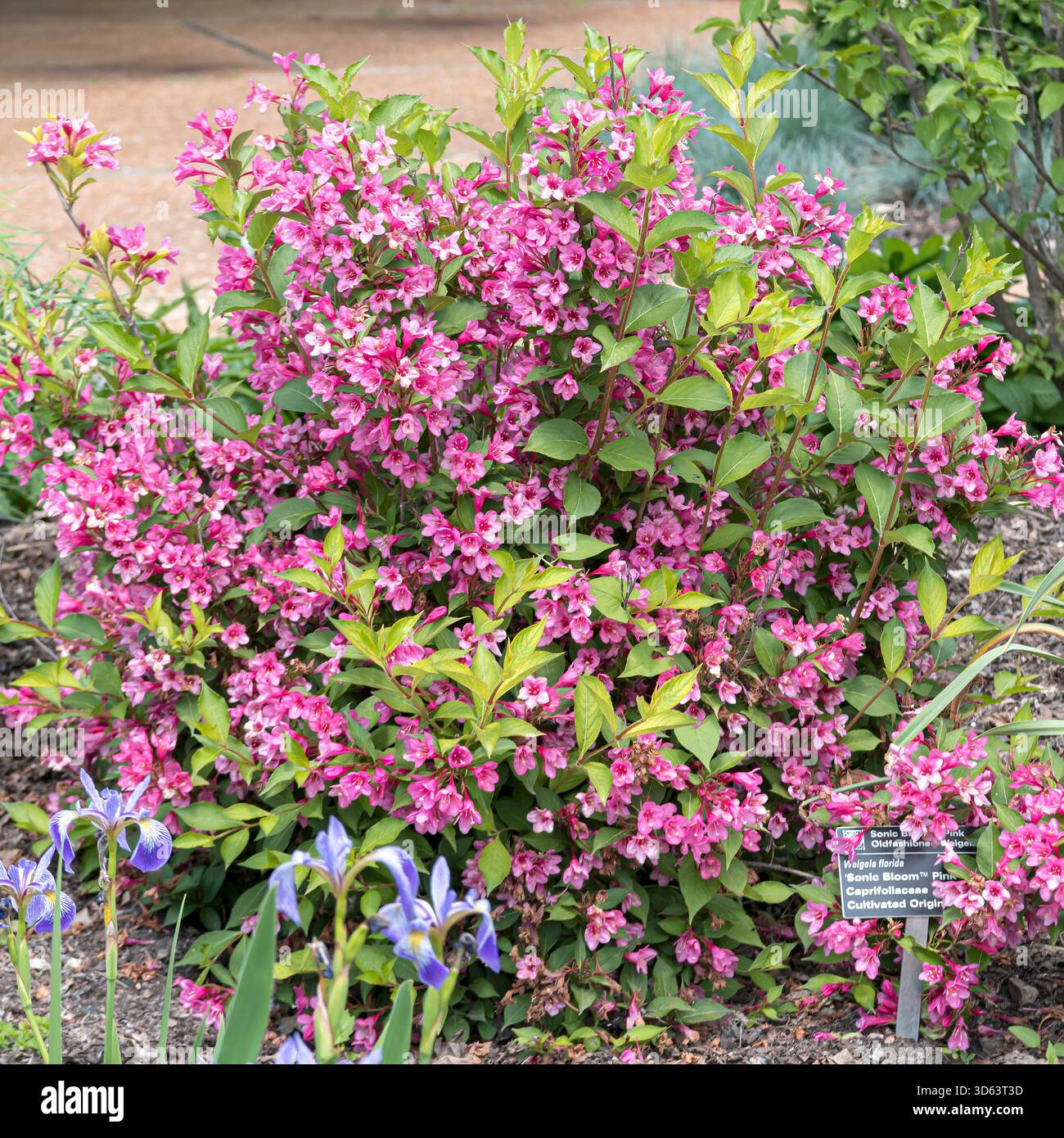Weigelie (Weigela SONIC BLOOM ROSE) Banque D'Images