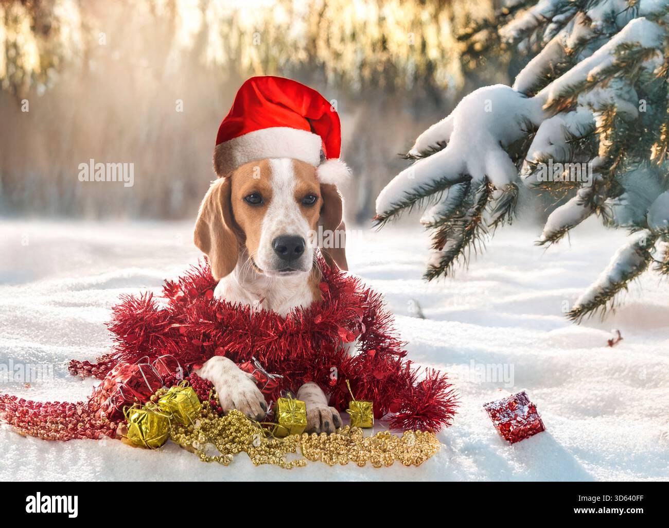 jeune beagle devant le fond de noël Banque D'Images