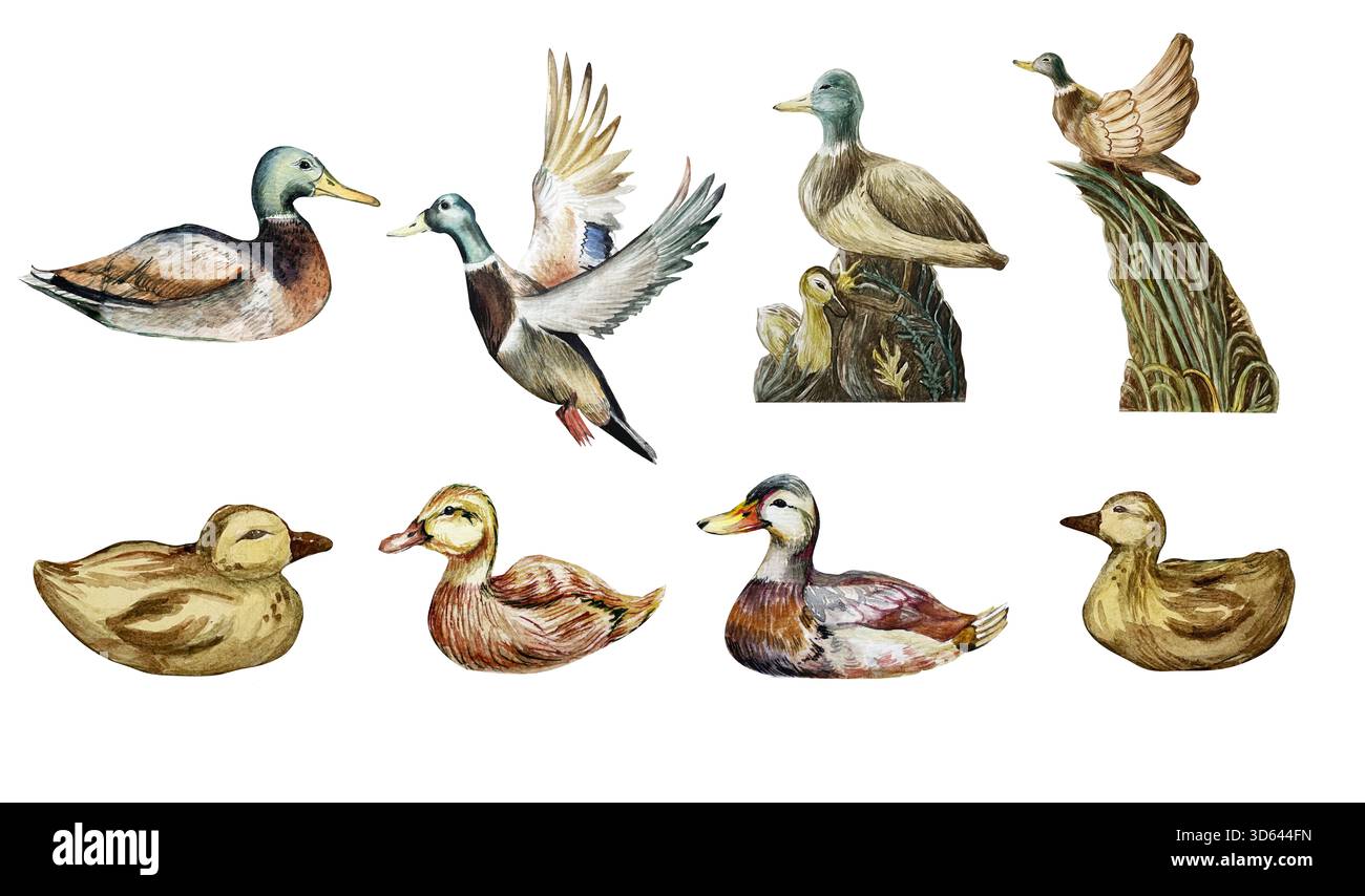 Ensemble clipart aquarelle avec canards sauvages, roseaux, fleurs de lotus, jumelles, sac à dos, coiffe, et peindre les textures. Parfait pour les conceptions sur le thème de la nature, l'Avent Banque D'Images
