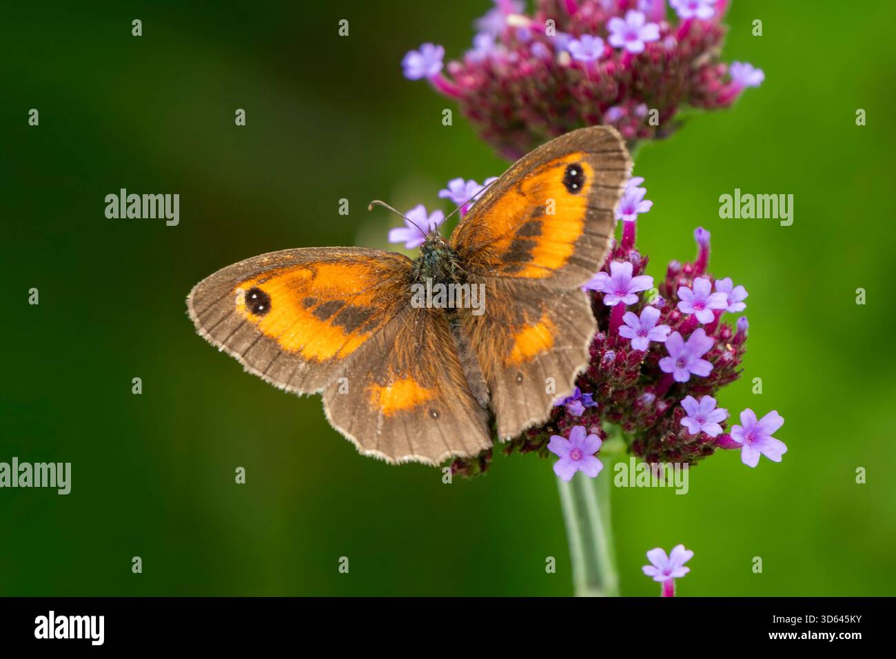 Papillon gardien (Pyronia tithonus) également connu sous le nom de Hedge Brown avec ses ailes ouvertes qui se trouve volant au printemps et en été, macro nature photogr Banque D'Images