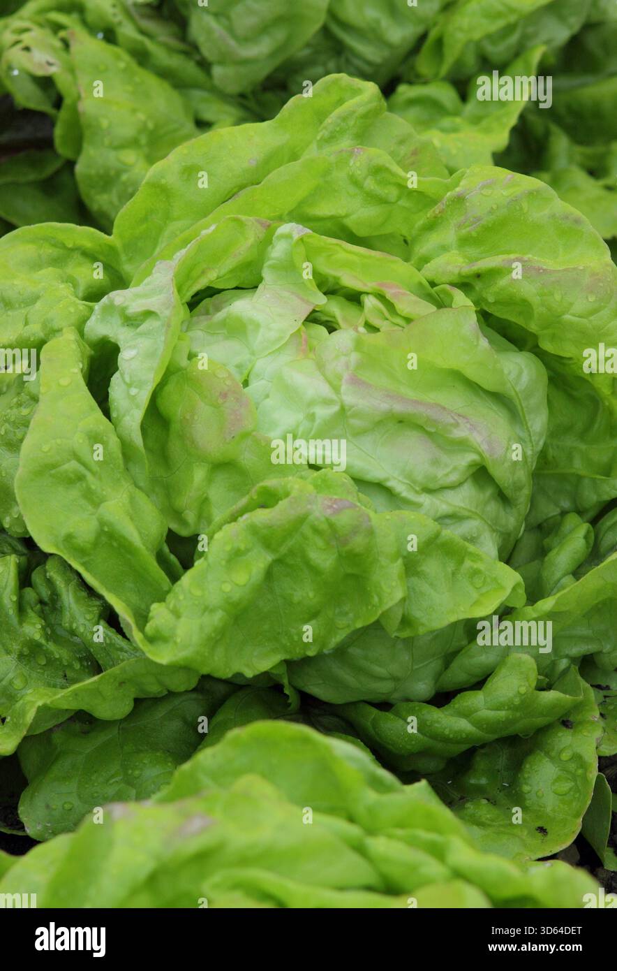Laitue May King, une laitue à papillons verte précoce, à maturité. ROYAUME-UNI Banque D'Images