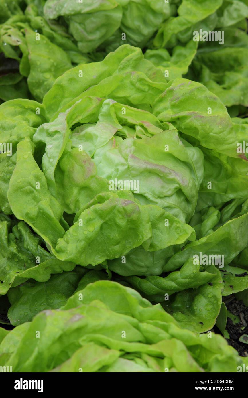 Laitue May King, une laitue à papillons verte précoce, à maturité. ROYAUME-UNI Banque D'Images