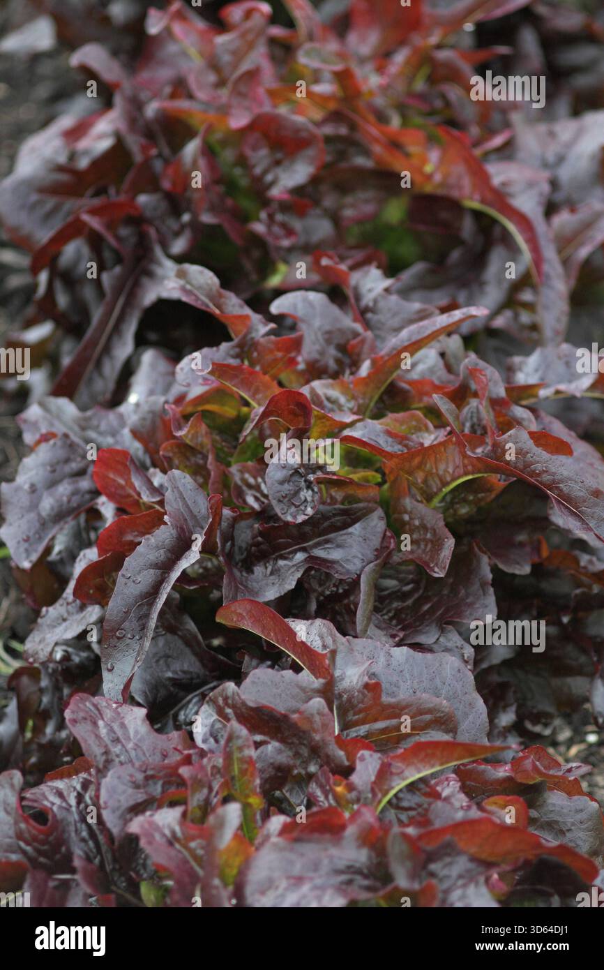 Saladier à laitue Rouge, une coupe à croissance rapide et revenir à la laitue à maturité. Lactuca sativa. ROYAUME-UNI Banque D'Images