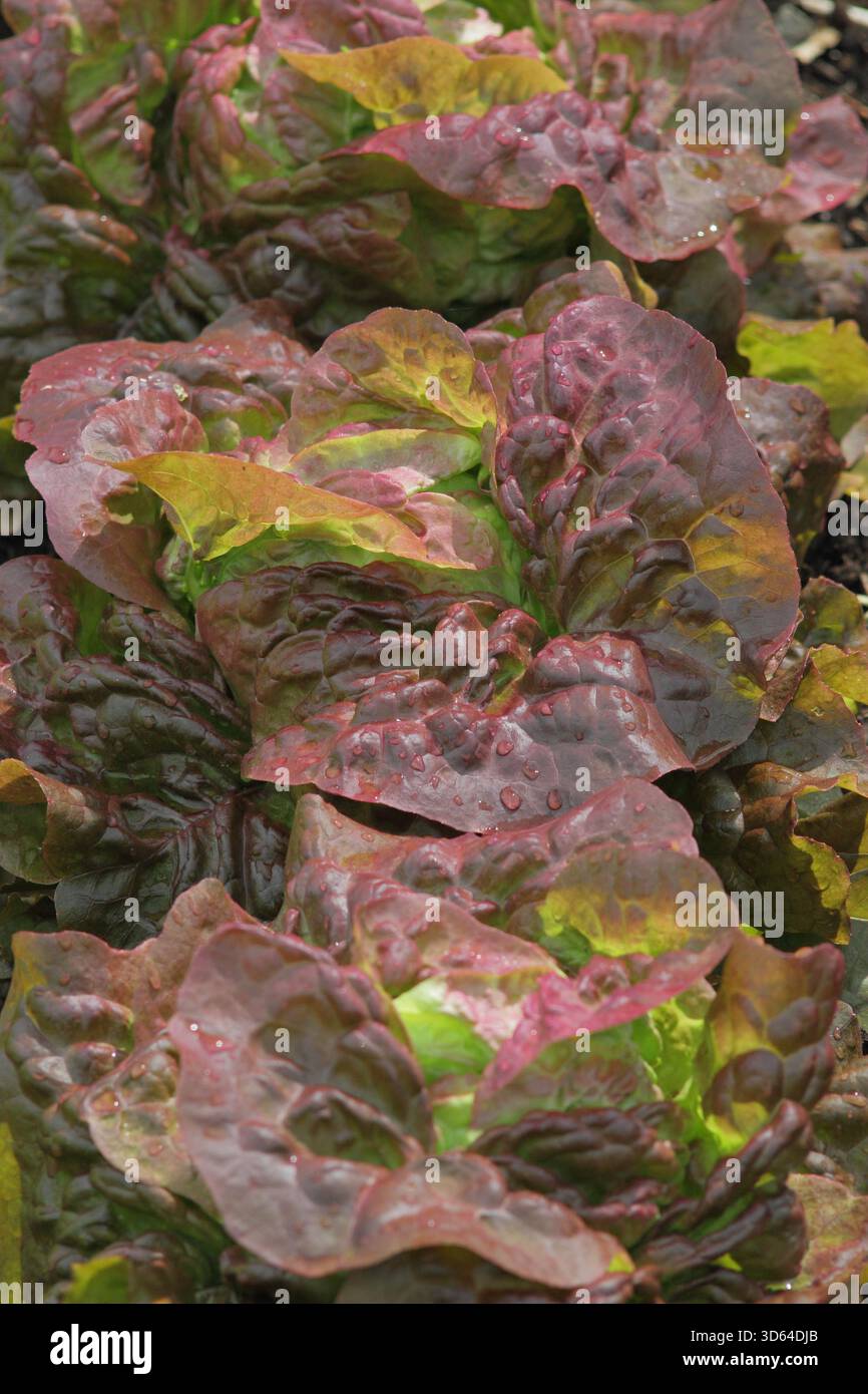 Laitue Cervanek, jolies feuilles vertes teintées de rose, laitue papillon à maturité. Lactuca sativa. Banque D'Images