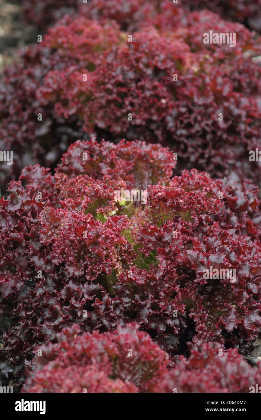 Laitue Matador, laitue rouge foncé de type lollo rossa aux feuilles profondément froissées, à maturité. Lactuca sativa Banque D'Images