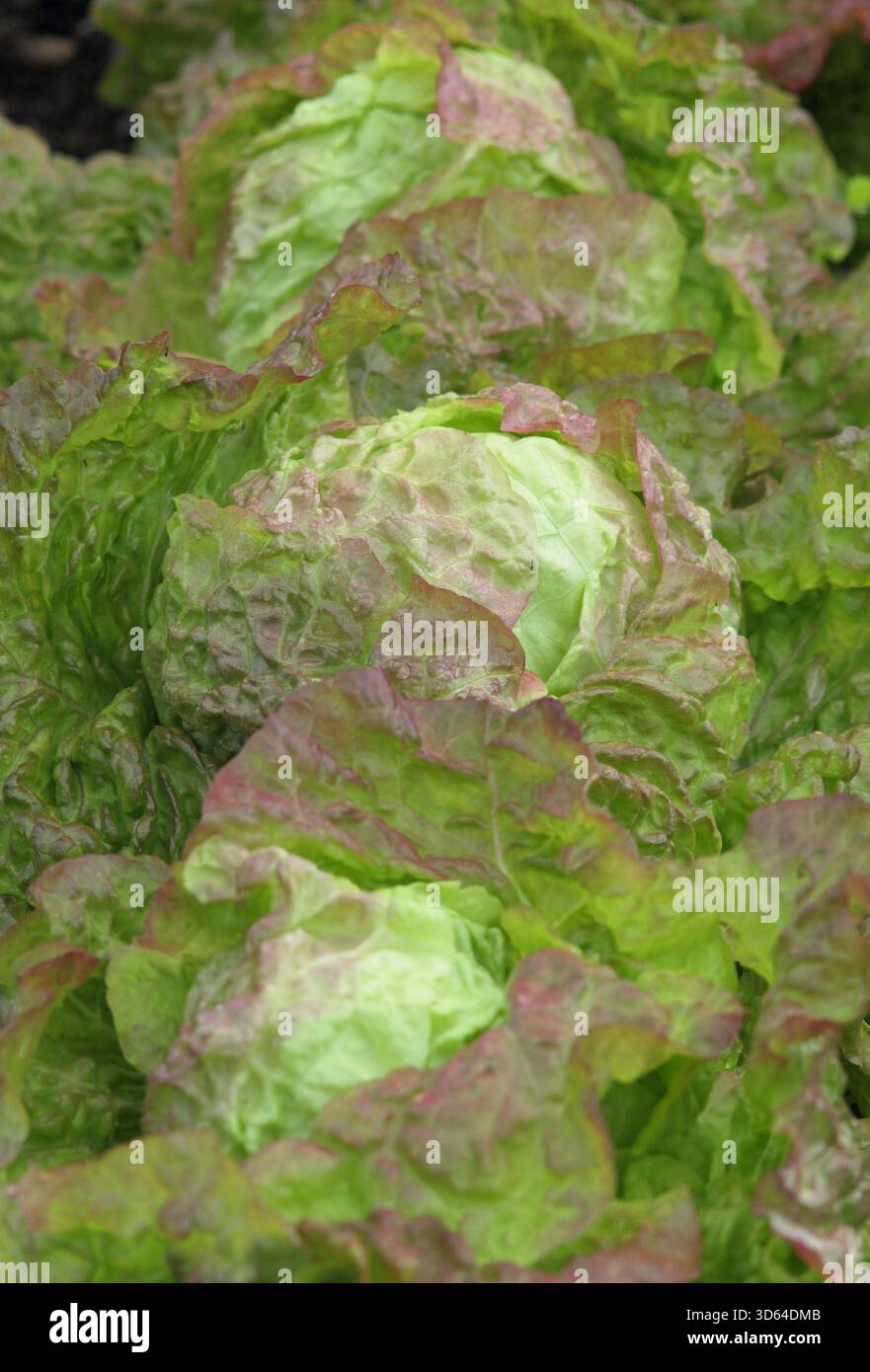 Laitue Rossa di Trento, variété de laitue italienne mature poussant dans une parcelle végétarienne en été. ROYAUME-UNI Banque D'Images