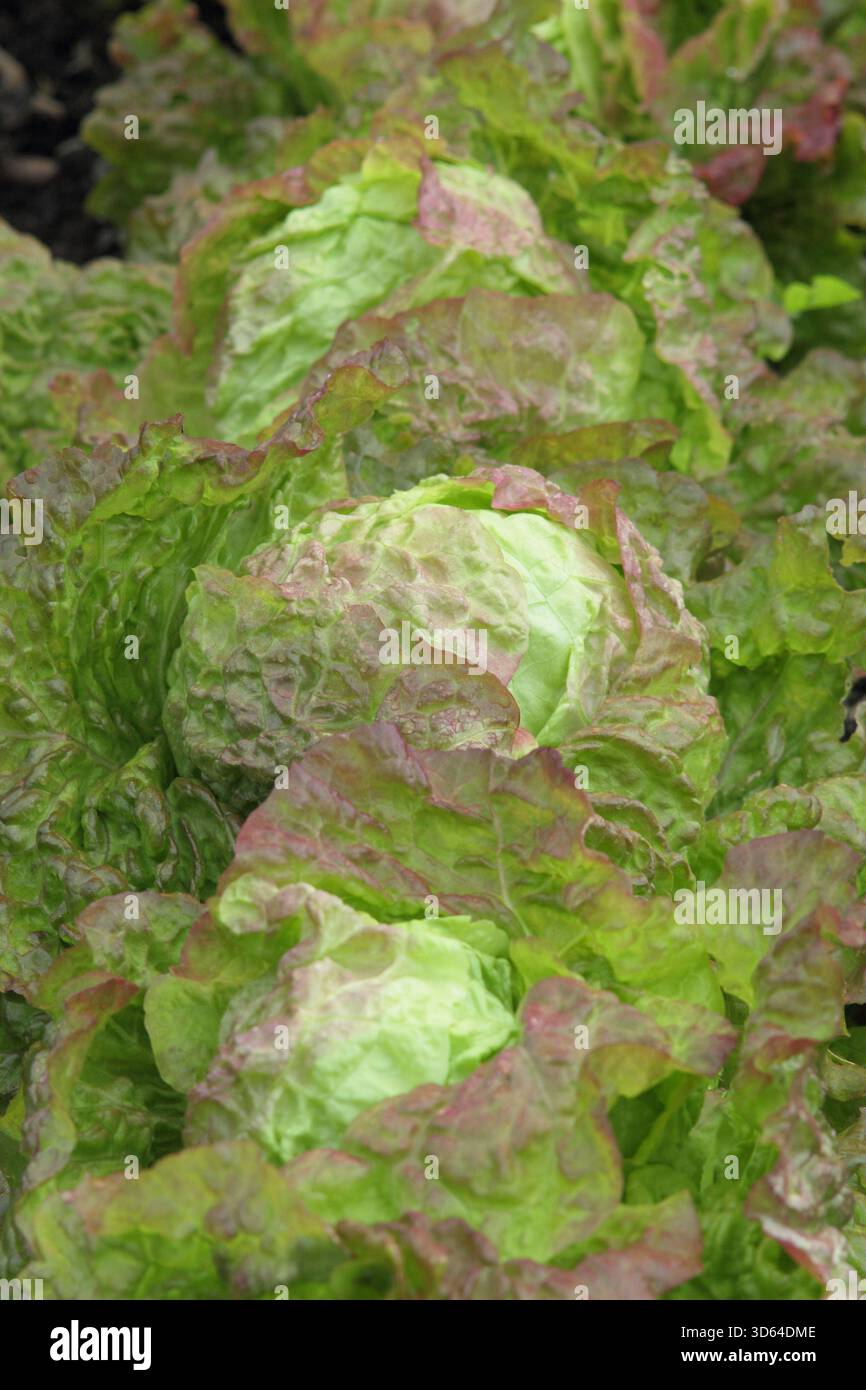 Laitue Rossa di Trento, variété de laitue italienne mature poussant dans une parcelle végétarienne en été. ROYAUME-UNI Banque D'Images