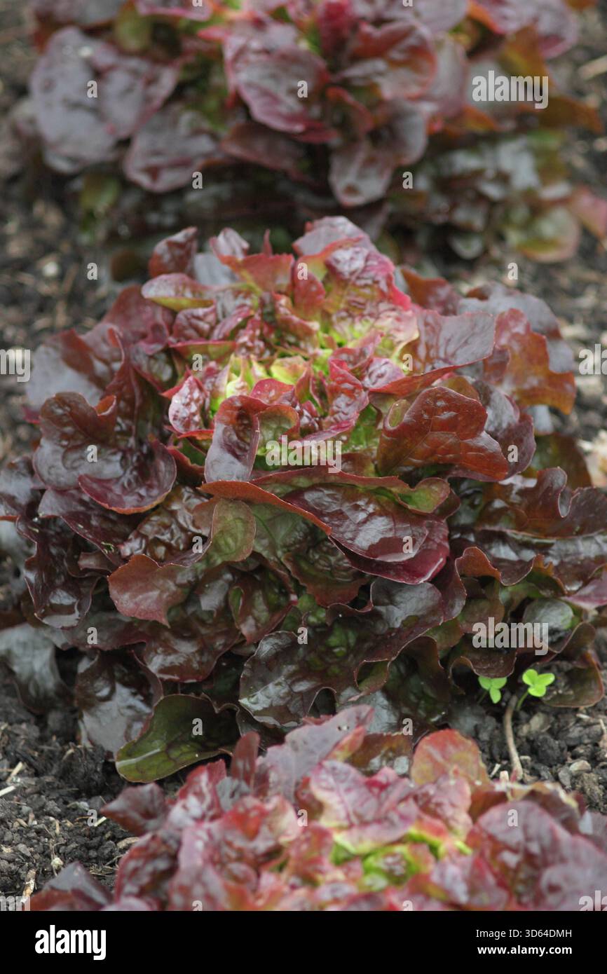 Laitue Oakleaf Navara, laitue rouge foncé brillante à maturité. ROYAUME-UNI Banque D'Images