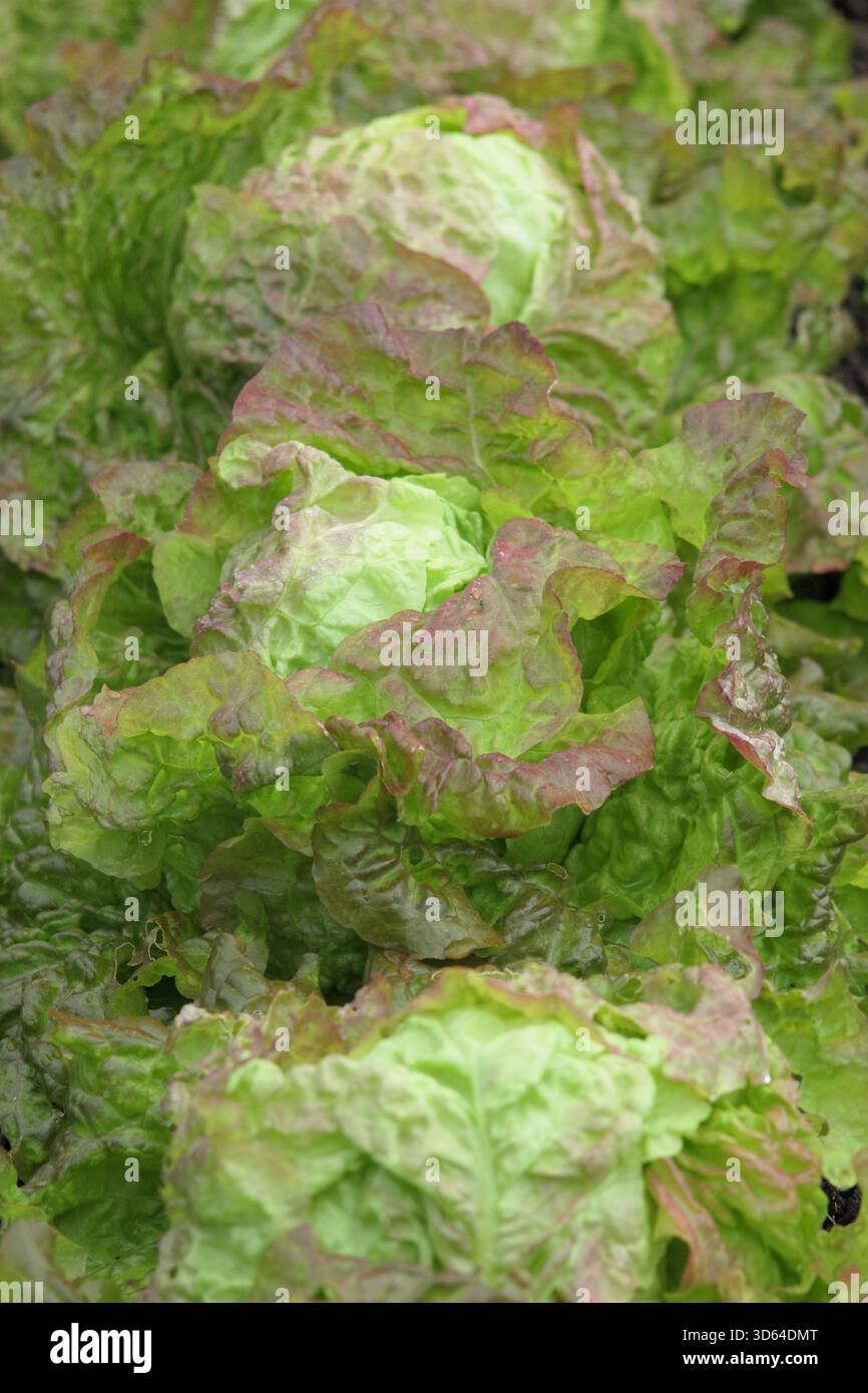 Laitue Rossa di Trento, variété de laitue italienne mature poussant dans une parcelle végétarienne en été. ROYAUME-UNI Banque D'Images