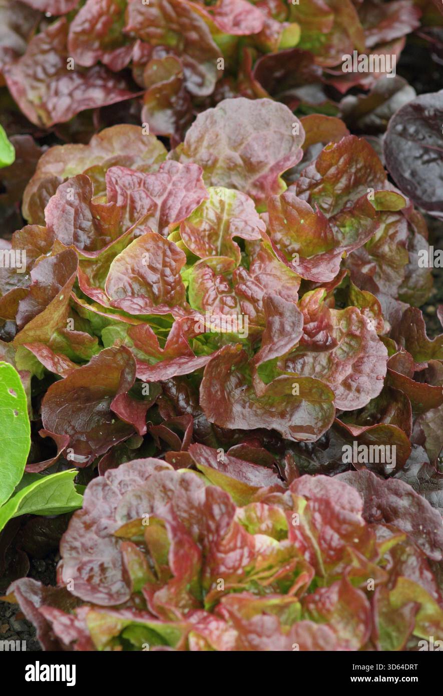 Laitue Saxo. Salade croustillante et froissée de type salade rouge. Lactuca sativa. Banque D'Images