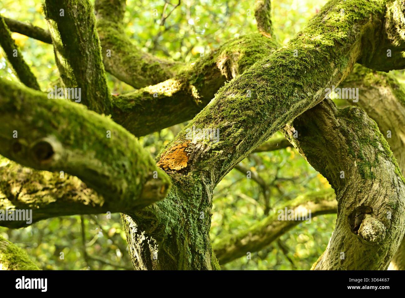 Branches d'arbres recouvertes de mousse, jardin botanique Hortus Botanicus à Amsterdam pays-Bas. Banque D'Images