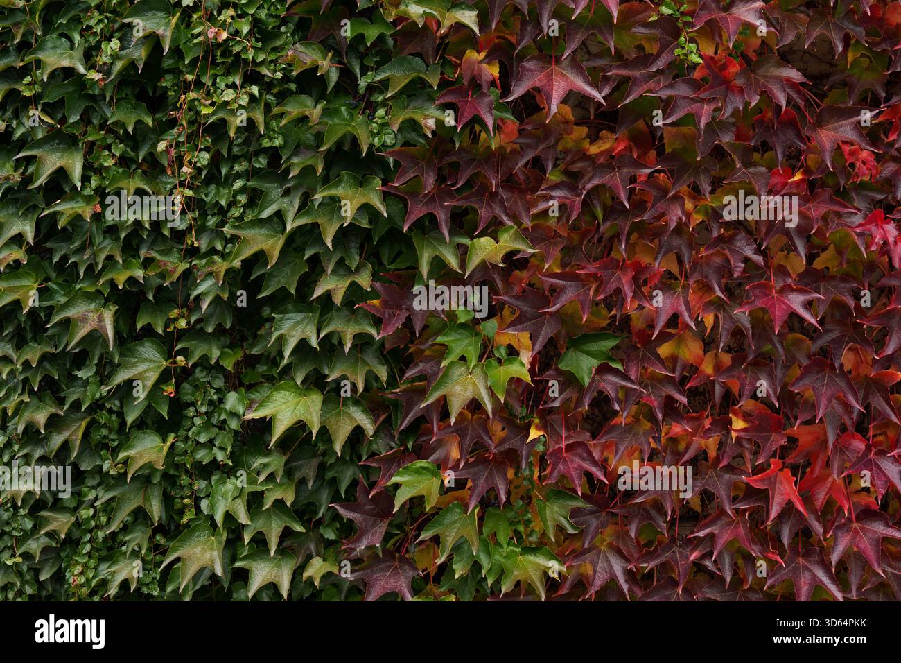 La transition des feuilles de vigne vertes aux couleurs d'automne. Banque D'Images