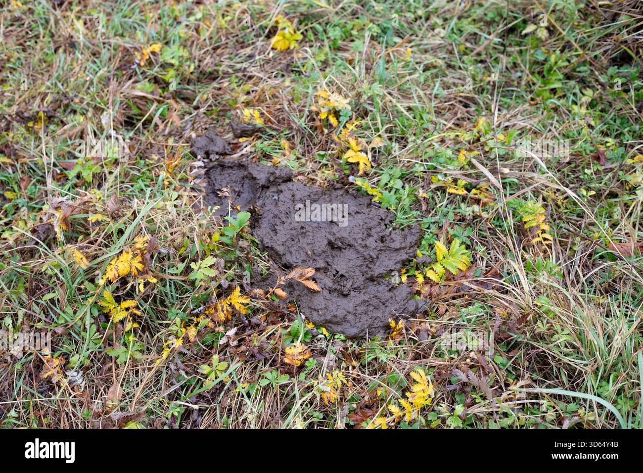 Gâteau de fumier de vache sur le champ vert herbeux gros plan. Fumier de vache sur la ferme dans la zone de pâturage des vaches où il est utilisé comme engrais organique pour les plantes. Rural l Banque D'Images