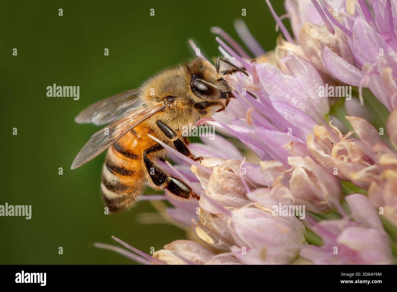 Apis mellifera ou abeille domestique important pollinisateur à la recherche de pollen sur fleur avec espace de copie Banque D'Images