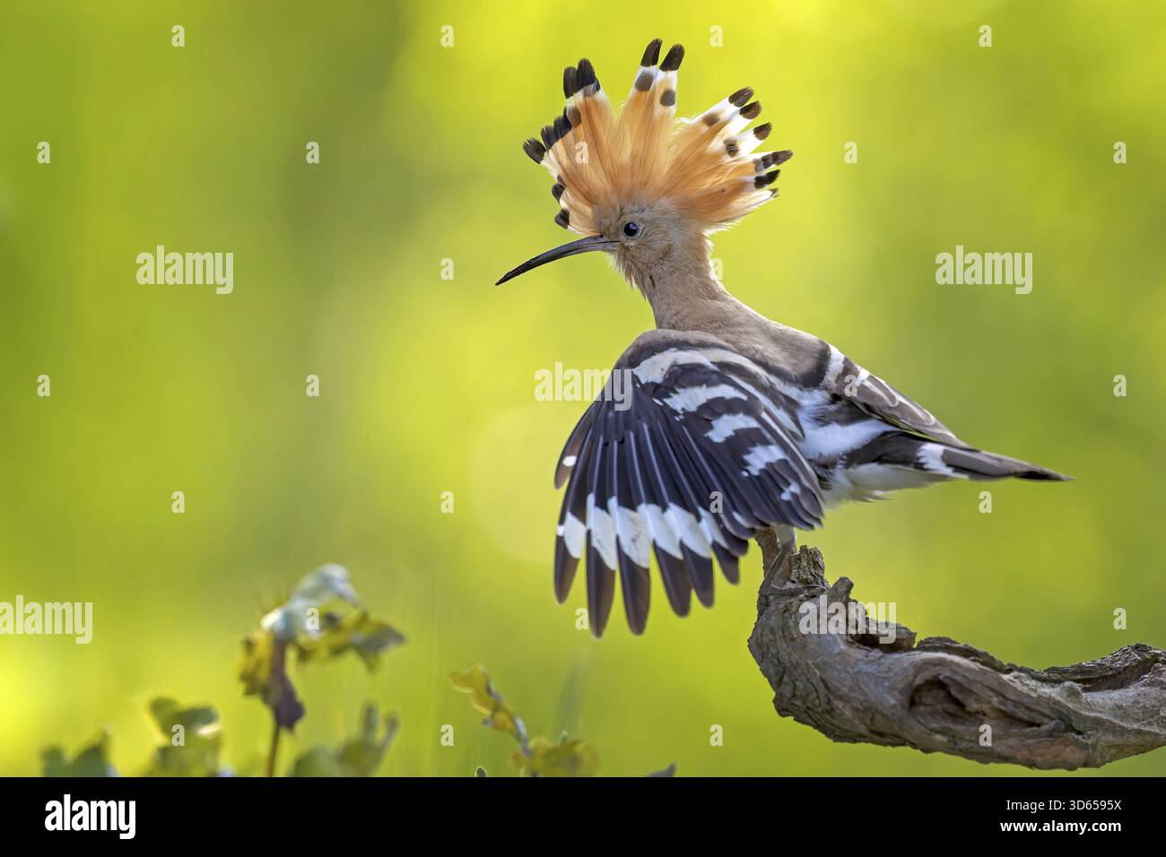 Hoopoe (Upupa epops) oiseau de l'année 2022, mâle, cadeau de mariée, proie, recherche de nourriture, interaction, atterrissage sur branche, capot, lever du soleil, interaction, sur le gr Banque D'Images