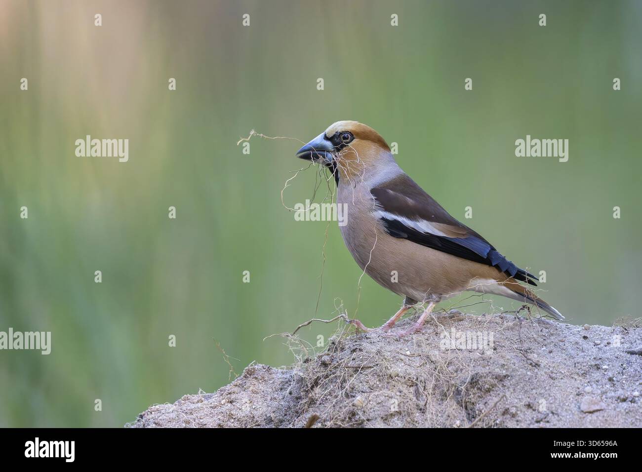 Heartbite (Coccothraustes coccothraustes) mâle, oiseau de finch, collecte de matériel de nidification, construction de nid, robe magnifique, robe d'élevage, sur le grou Banque D'Images