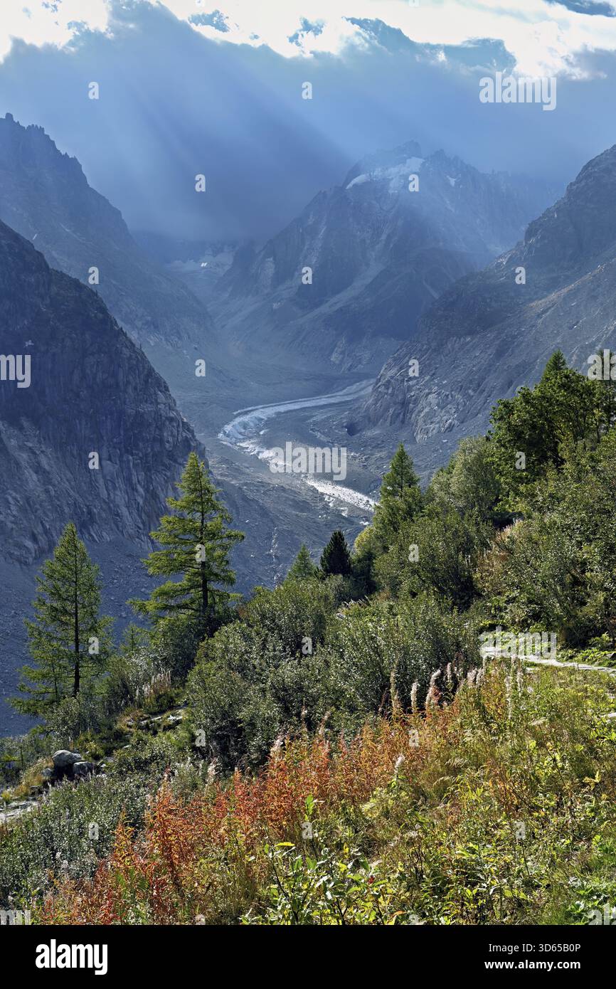 Un groupe d'herbes de saule à feuilles étroites de couleur automnale (Epilobium angustifolium), derrière la langue glaciaire de mer de glace, Mont-Blanc, Chamonix-Mont-B. Banque D'Images