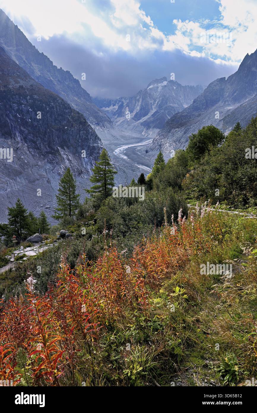 Un groupe d'herbes de saule à feuilles étroites de couleur automnale (Epilobium angustifolium), derrière la langue glaciaire de mer de glace, Mont-Blanc, Chamonix-Mont-B. Banque D'Images