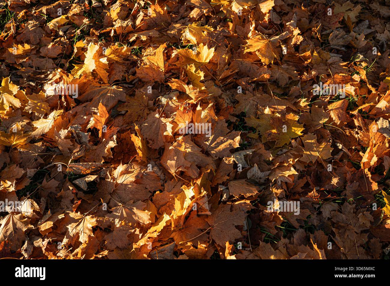 Danemark, 18 novembre 2025, les feuilles d'automne sur le sol brillent au soleil Banque D'Images