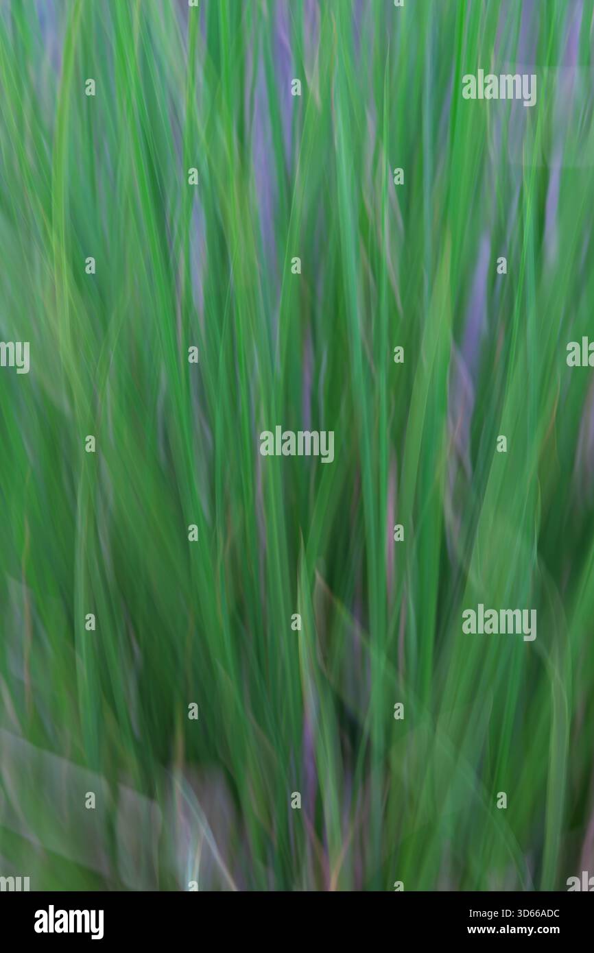 Le vent et le mouvement intentionnel de la caméra pendant le tournage ont exagéré le mouvement de l'australien Mondo Grass. Banque D'Images