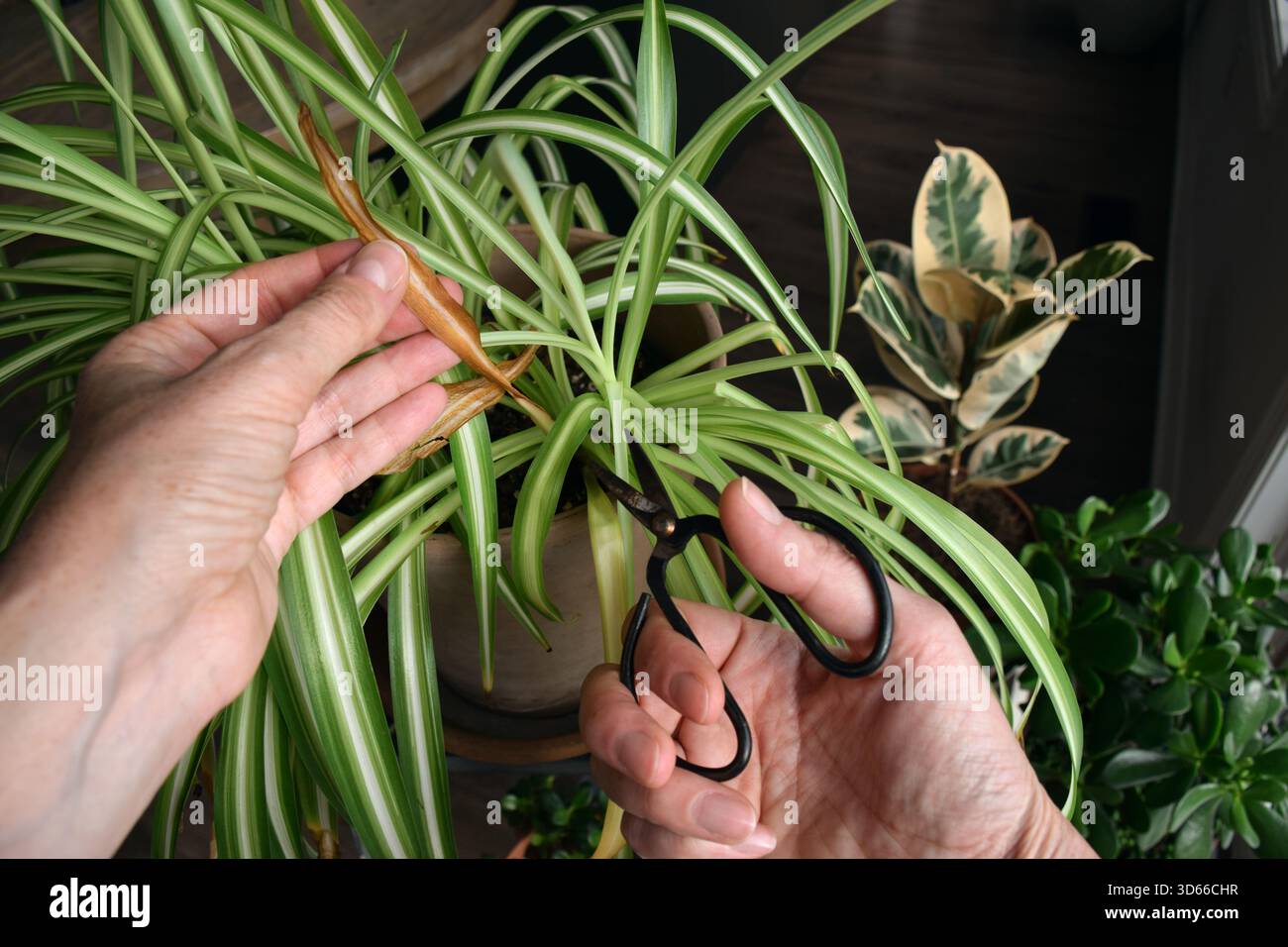 Regardant vers le bas une personne utilisant des ciseaux pour couper les feuilles jaunies d'une araignée, montrant l'entretien intérieur de la plante et les soins de routine des plantes d'intérieur Banque D'Images
