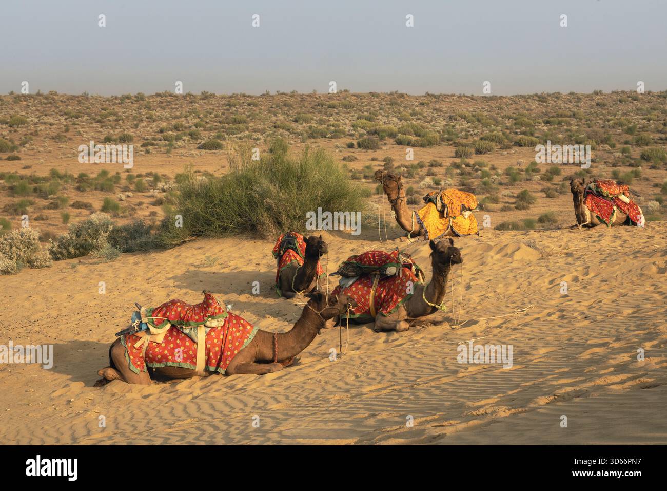 Chameaux décorés à bosse unique reposant sur des dunes de sable dans le désert du Thar près de Jaisalmer, Rajasthan, capturés dans la lumière chaude tôt le matin. Banque D'Images