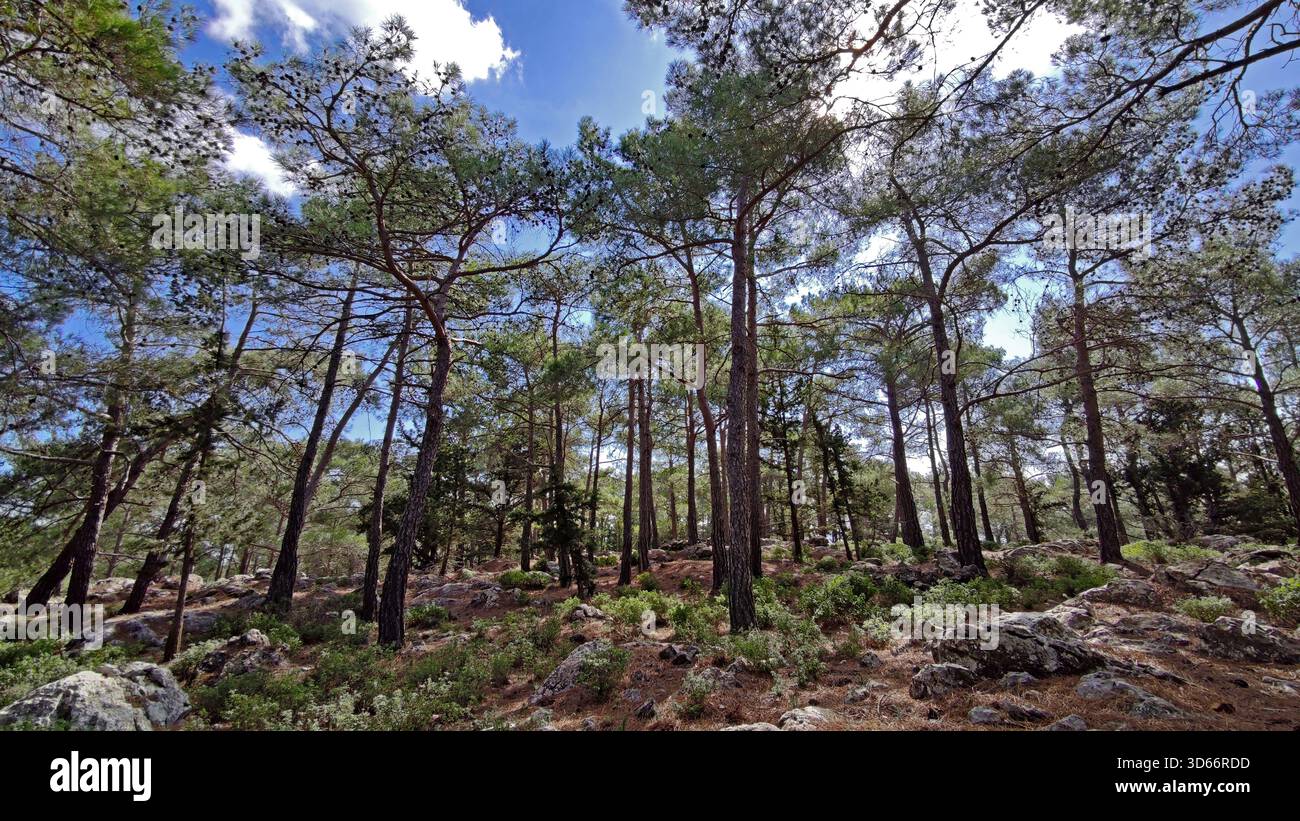 Vue large d'un plancher de forêt de pins en pente recouvert de broussailles sèches et de rochers dispersés, sous un ciel bleu vif, partiellement nuageux. Banque D'Images