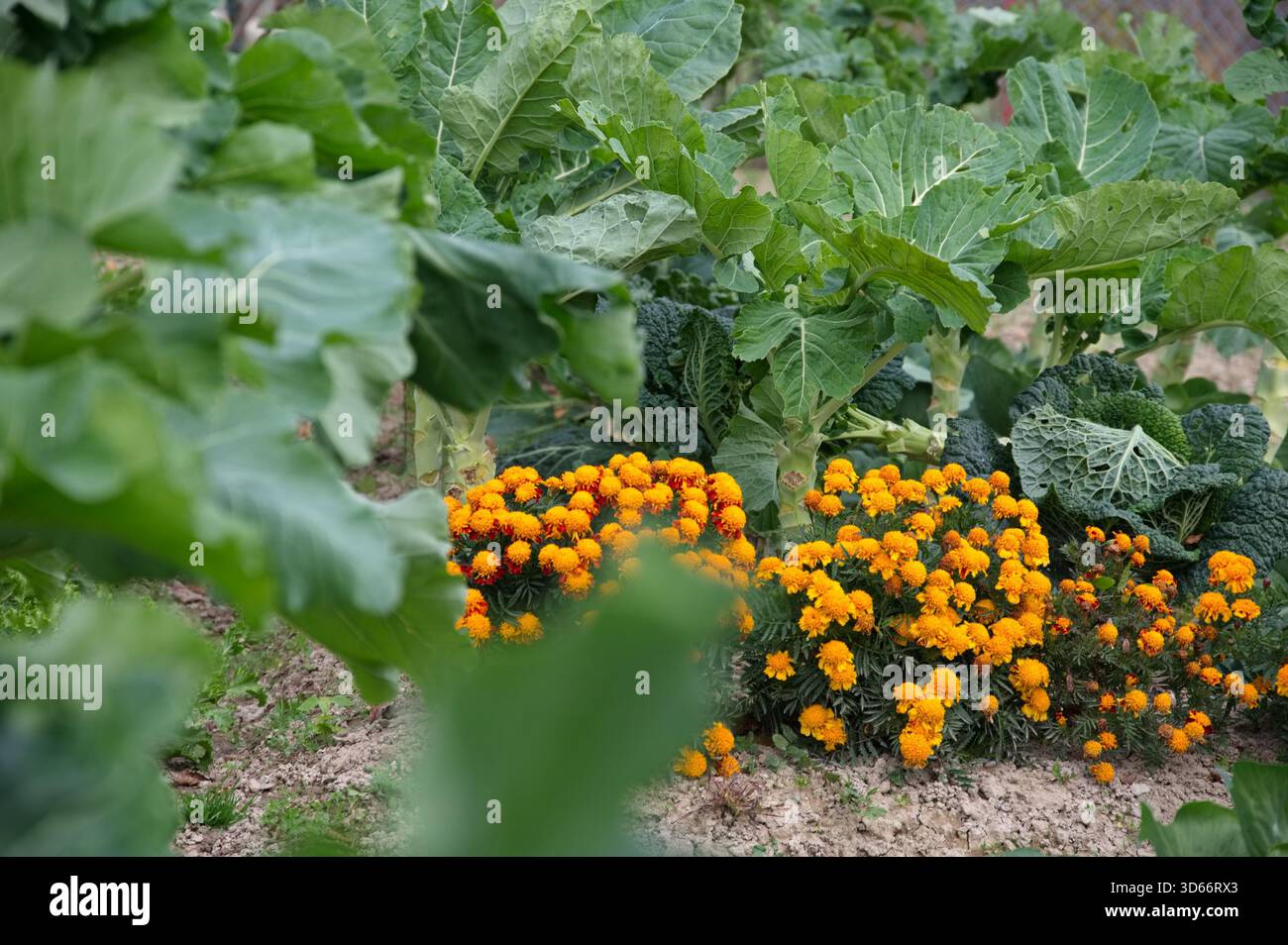 Plante méditerranéenne traditionnelle et fleurs orangées Banque D'Images