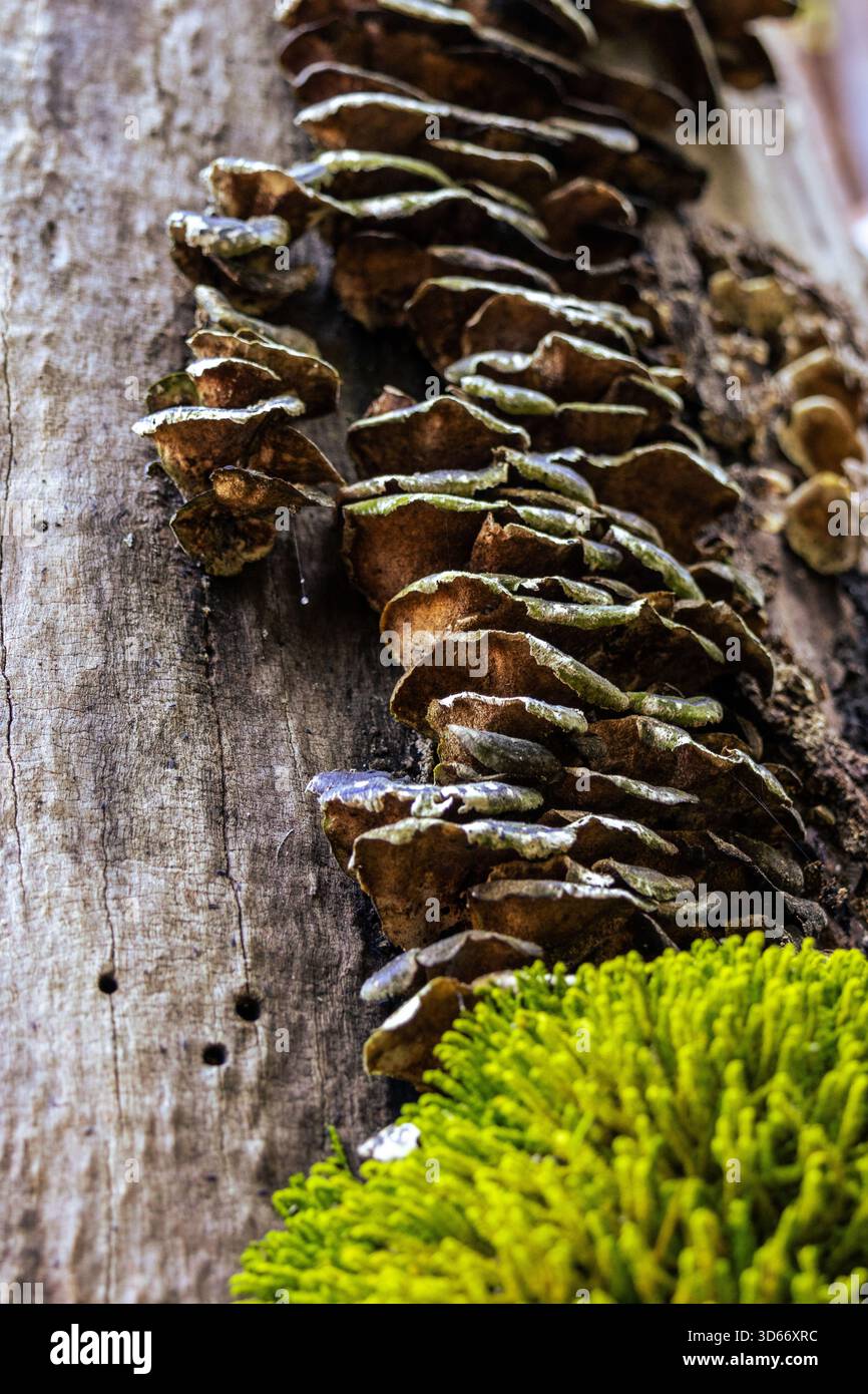Un gros plan détaillé se concentre sur un tronc d'arbre altéré par les intempéries. Le tronc est recouvert d'une croissance dense de champignons de support, affichant une couche, semblable à une étagère Banque D'Images