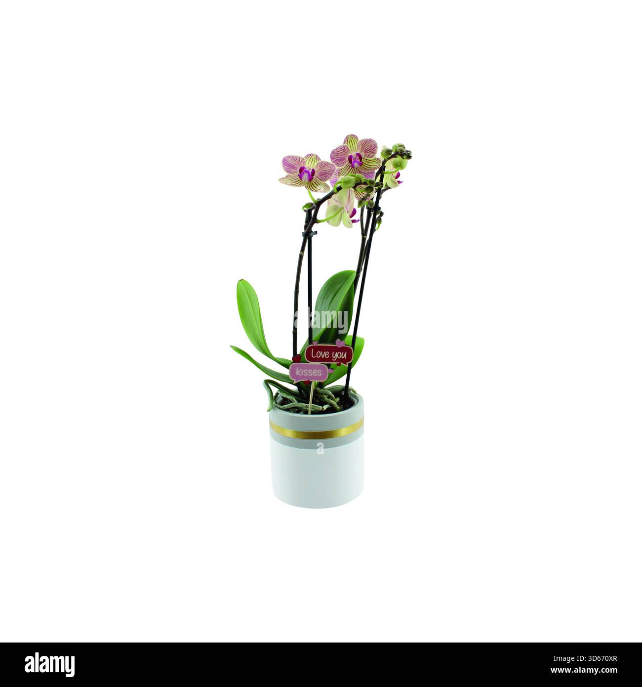 Orchidées multicolores Phalaenopsis multiflora dans des pots décoratifs en céramique isolés sur fond blanc. Photographie en studio rapprochée d'une maison en plein air Banque D'Images