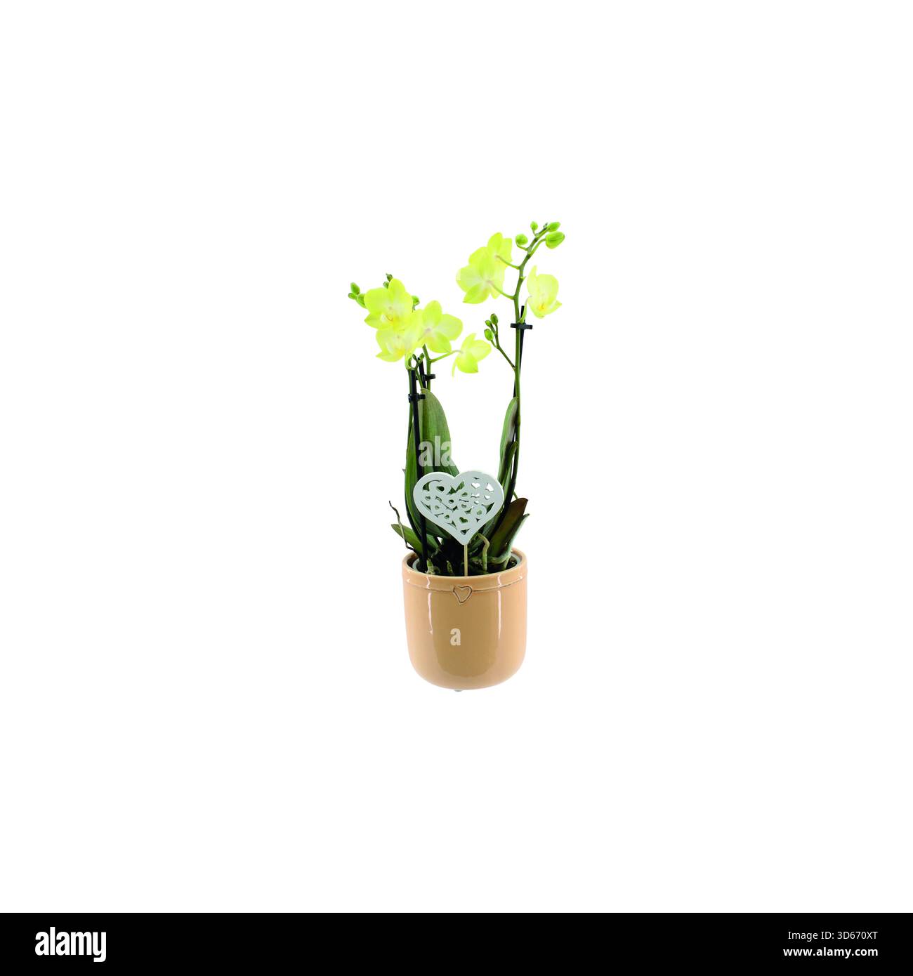 Orchidées multicolores Phalaenopsis multiflora dans des pots décoratifs en céramique isolés sur fond blanc. Photographie en studio rapprochée d'une maison en plein air Banque D'Images