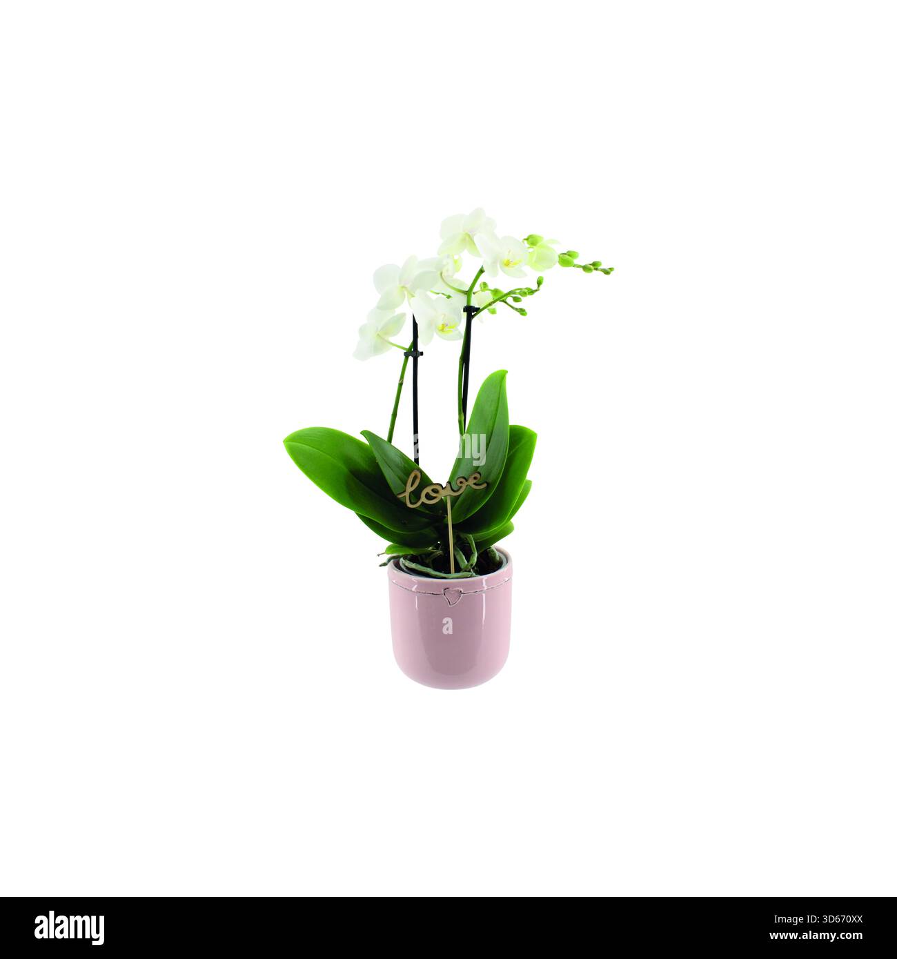 Orchidées multicolores Phalaenopsis multiflora dans des pots décoratifs en céramique isolés sur fond blanc. Photographie en studio rapprochée d'une maison en plein air Banque D'Images