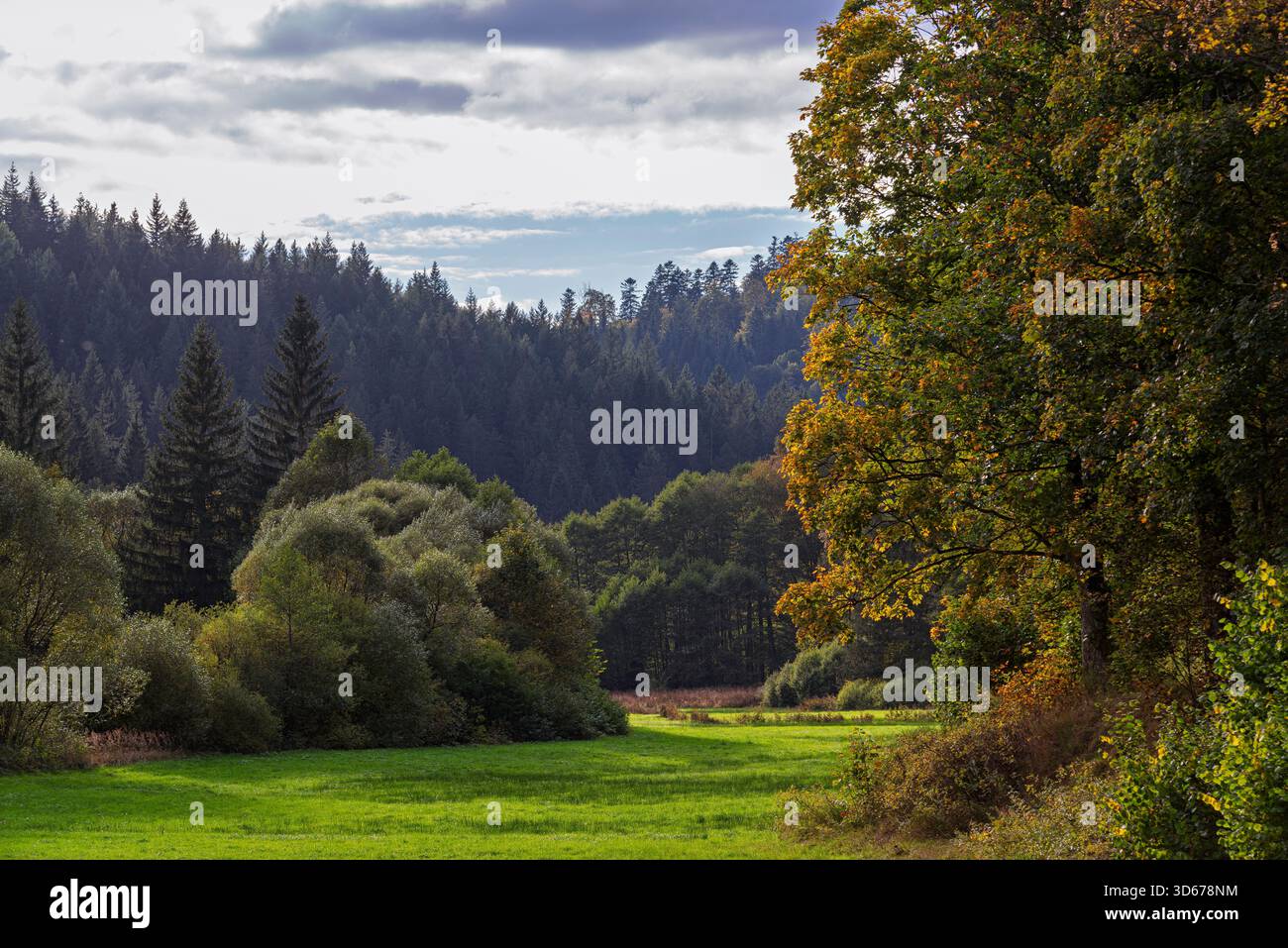 Automne, arbres, haute-Franconie Banque D'Images
