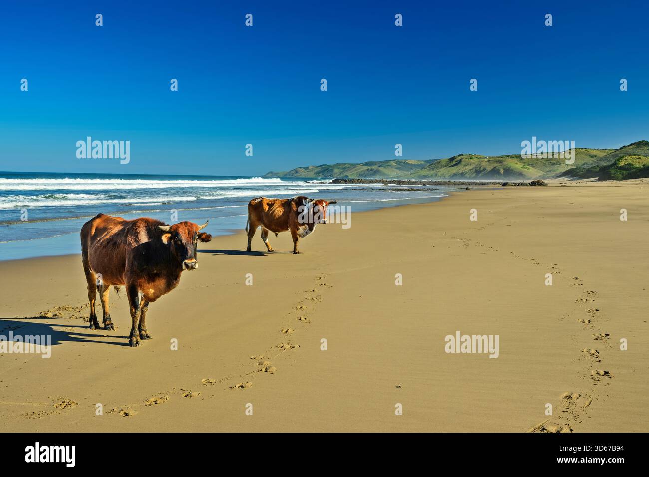 Bétail sur la plage de sable de Mkozi, Wild Coast Trail, Wild Coast, Eastern Cape, Afrique du Sud Banque D'Images