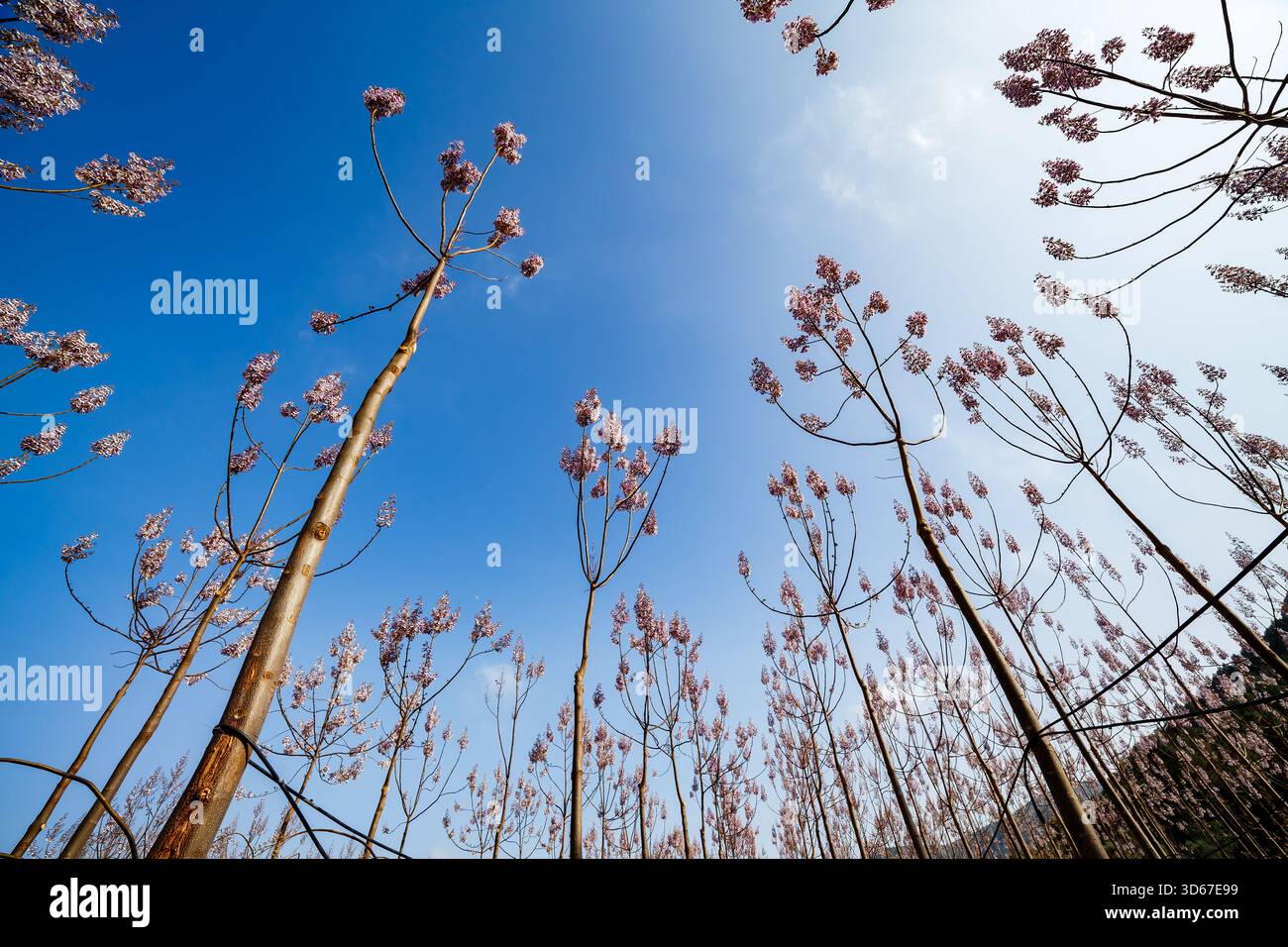 Un plan large et à angle bas de plusieurs arbres de Paulownia en pleine floraison, leurs fleurs rose clair et lavande se détachant contre un clair et éclatant Br Banque D'Images