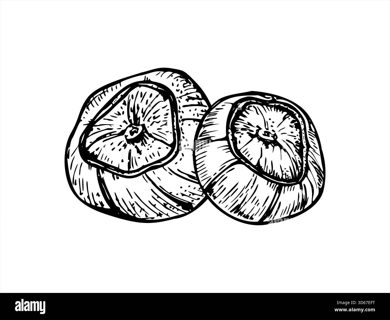 Graines de noisette monochrome illustration vectorielle clip art peint par des encres noires. Dessin de gravure de noisetier pelé et en coquille. Ingrédients alimentaires crus Illustration de Vecteur