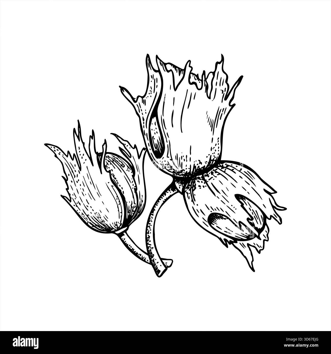 Trois noisettes sur tige bouquet monochrome illustration vectorielle peinte par des encres noires. Dessin de gravure de noix immatures dans la coquille. Des gousses de noix saines Illustration de Vecteur