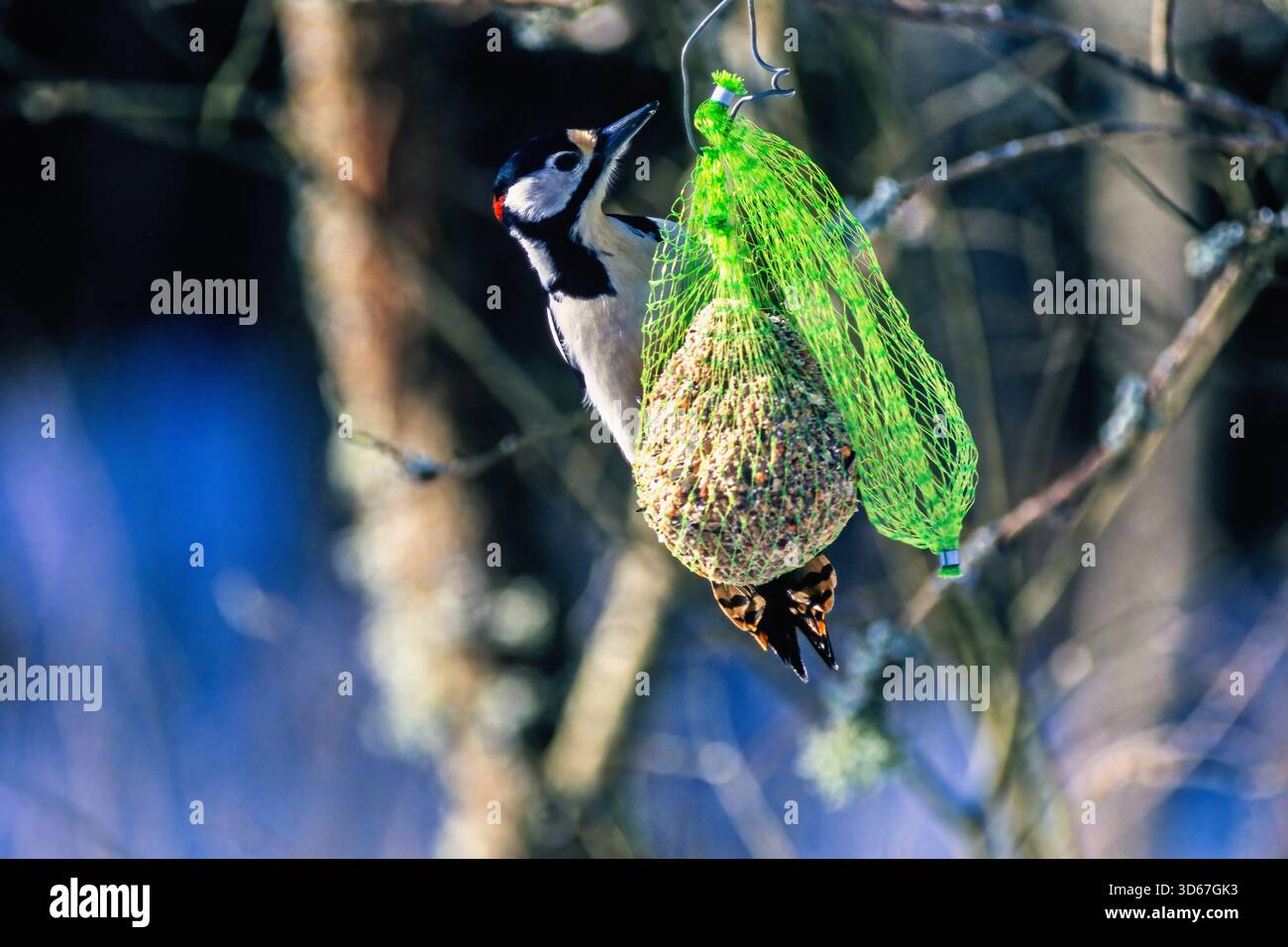 Grand pic tacheté suspendu à une mangeoire à oiseaux dans un jardin Banque D'Images