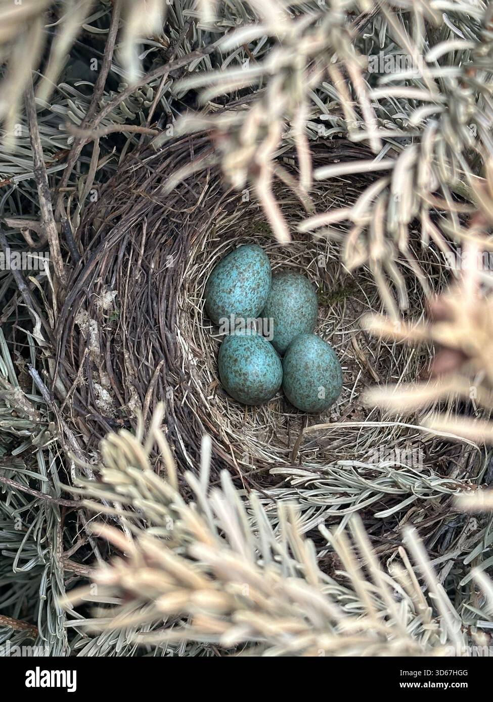 Série documentant la naissance et le développement des poussettes à l'état sauvage en Allemagne - des premiers œufs dans le nid au jeune oiseau à part entière. - Image de stock capturée avec un smartphone
