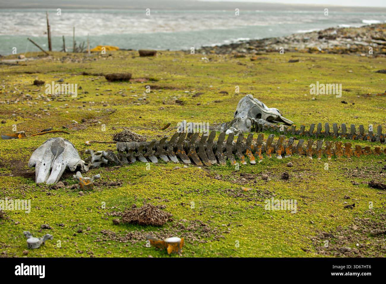 Squelette de baleine pilote, Elephant Beach, Pebble Island, les îles Falkland Banque D'Images