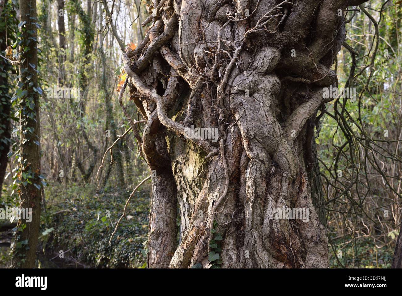 Grandes vignes de lierre, évoquant un corps humain, grimpant autour du tronc d'un arbre, département de l'Eure-et-Loir, région Centre-Val-de-Loire, France, Europe Banque D'Images