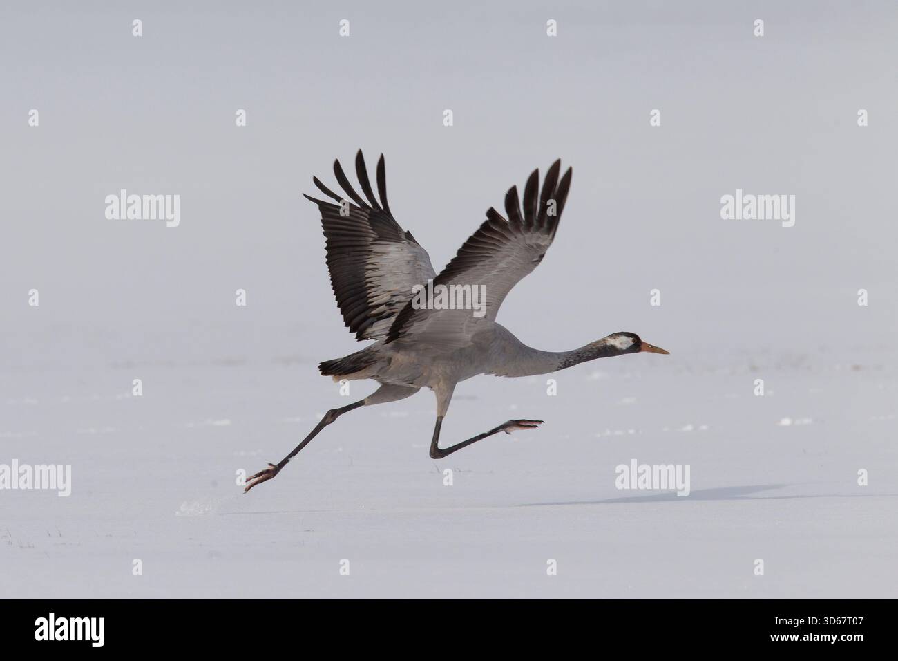 Grue commune, Grus grus, oiseau adulte prenant son envol dans la neige, Mecklembourg-Poméranie occidentale, Allemagne Banque D'Images