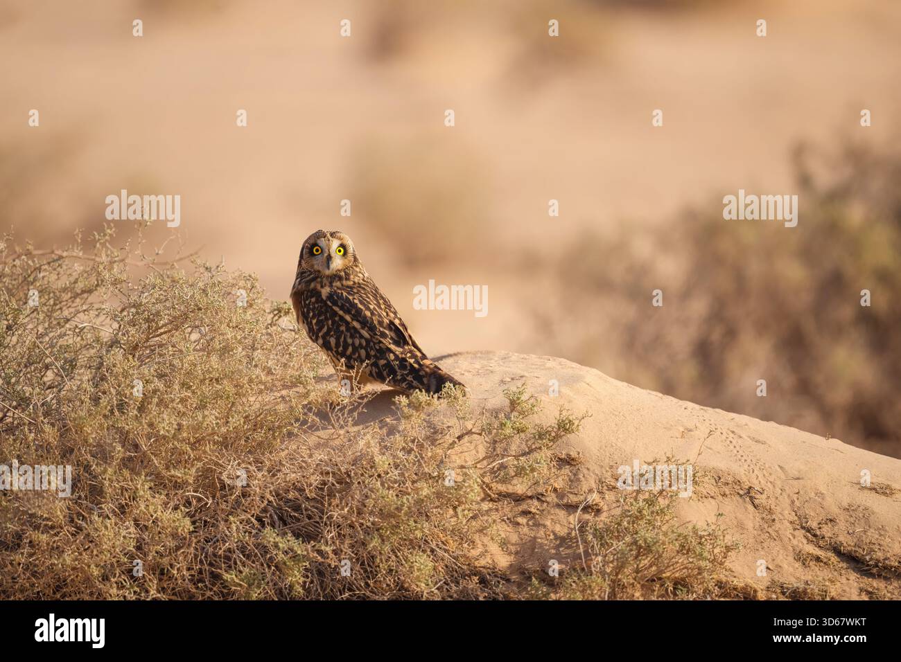 Hibou à oreilles courtes reposant sur une branche d'arbre sèche dans le désert. Hibou présentant le comportement époustouflant de la faune et de la vie dans le désert. Banque D'Images