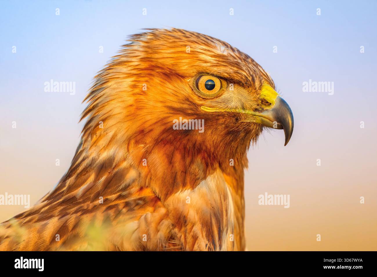Oiseau Buzzard à longues pattes avec bec jaune et plumes brunes. L'oiseau regarde directement la caméra. Gros plan portrait d'une bulle à longues jambes Banque D'Images