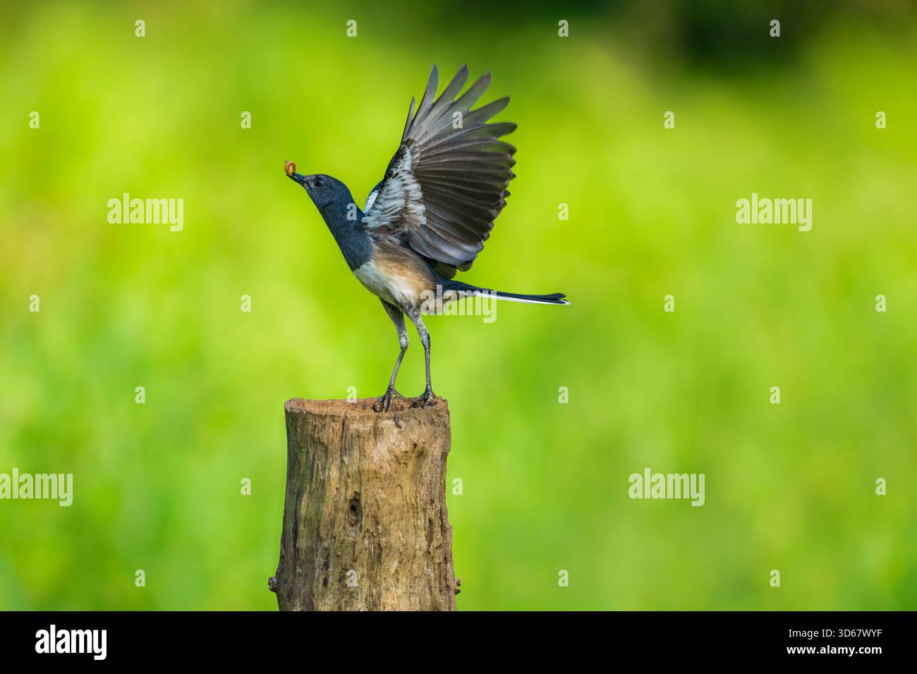 Indian Magpie Robin perché sur un poteau en bois avec cette proie et ses ailes déployées. L'oiseau semble être en état de voler. L'arrière-plan est g. Banque D'Images
