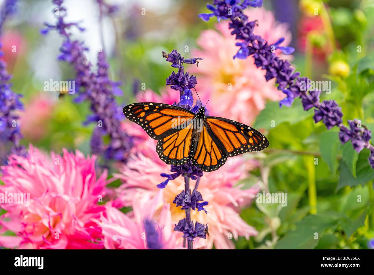 Papillon monarque (Danaus plexippus) sur lavande, papillon, USA Banque D'Images